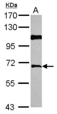 Western Blot: HIV-1 Rev binding protein Antibody [NBP2-16849]